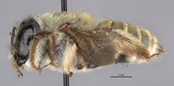 Media type: image;   Entomology 16249 Aspect: habitus lateral view
